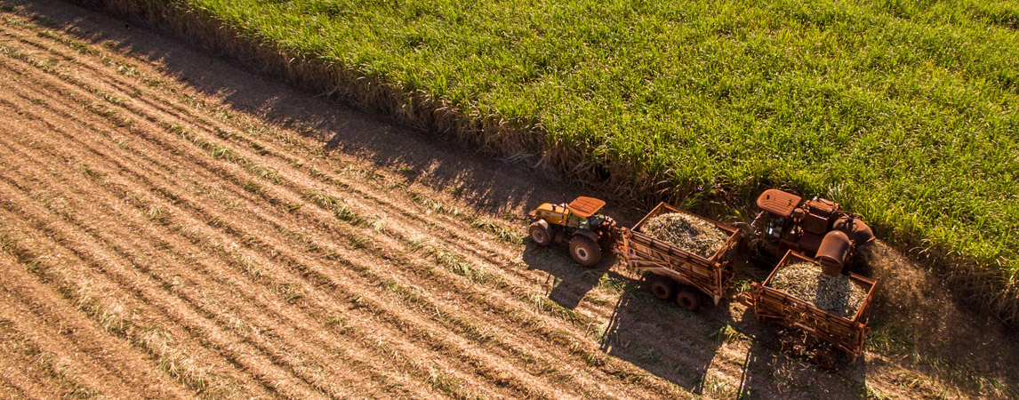 Biopolímeros de cana-de-açúcar evitam emissão de mais de 5 mi de toneladas de CO2