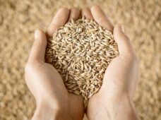 Dados conectados: nova ferramenta para moinhos de arroz