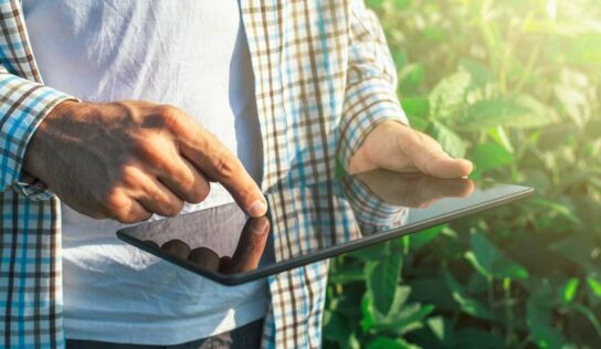 Canais digitais aproximam agricultores dos consumidores finais