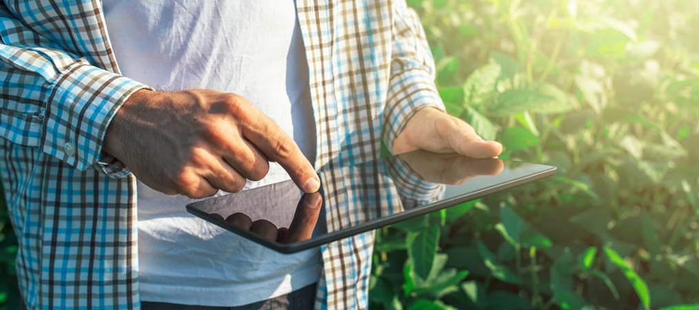 Canais digitais aproximam agricultores dos consumidores finais