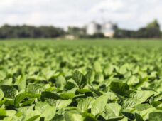 A agropecuária brasileira impressiona e alimenta o mundo
