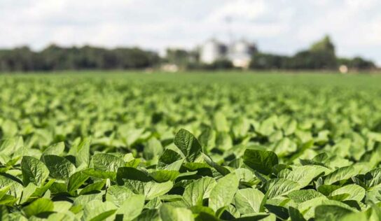 A agropecuária brasileira impressiona e alimenta o mundo