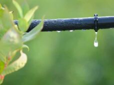 Irrigação garante maior produção sem aumento da área de cultivo