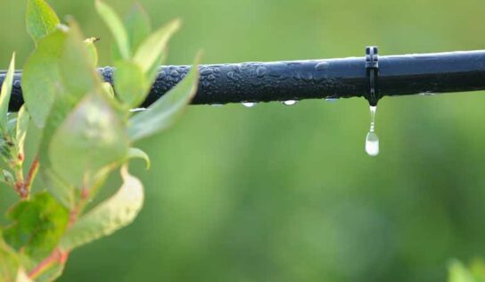 Irrigação garante maior produção sem aumento da área de cultivo