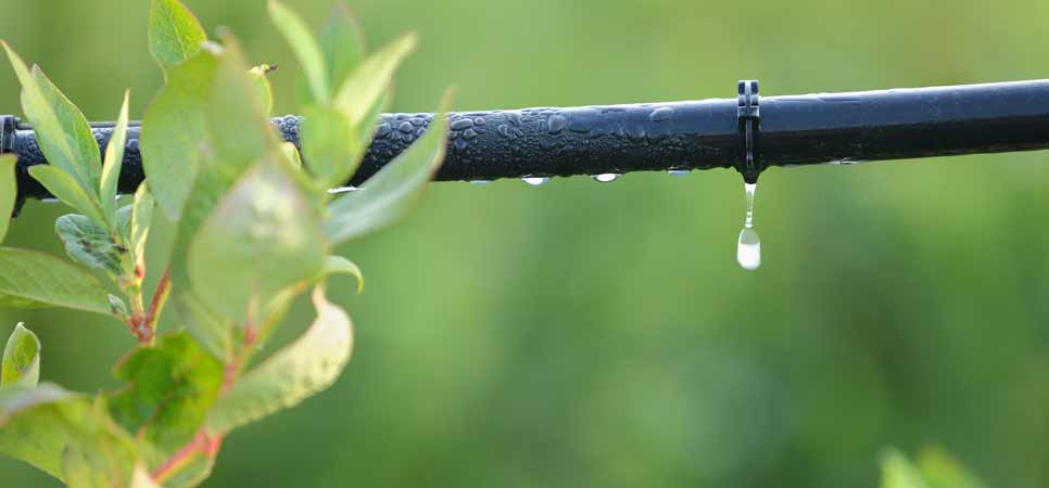 Irrigação garante maior produção sem aumento da área de cultivo