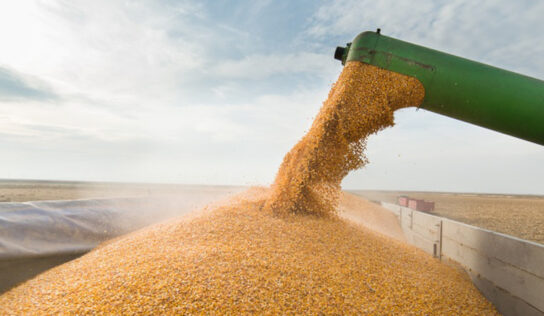 Trituradores com motores elétricos beneficiam agronegócio durante o tempo seco