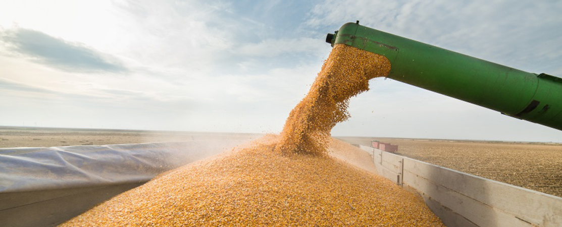 Trituradores com motores elétricos beneficiam agronegócio durante o tempo seco