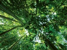 BNDES cria matchfunding para investir em recuperação de florestas