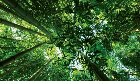 BNDES cria matchfunding para investir em recuperação de florestas