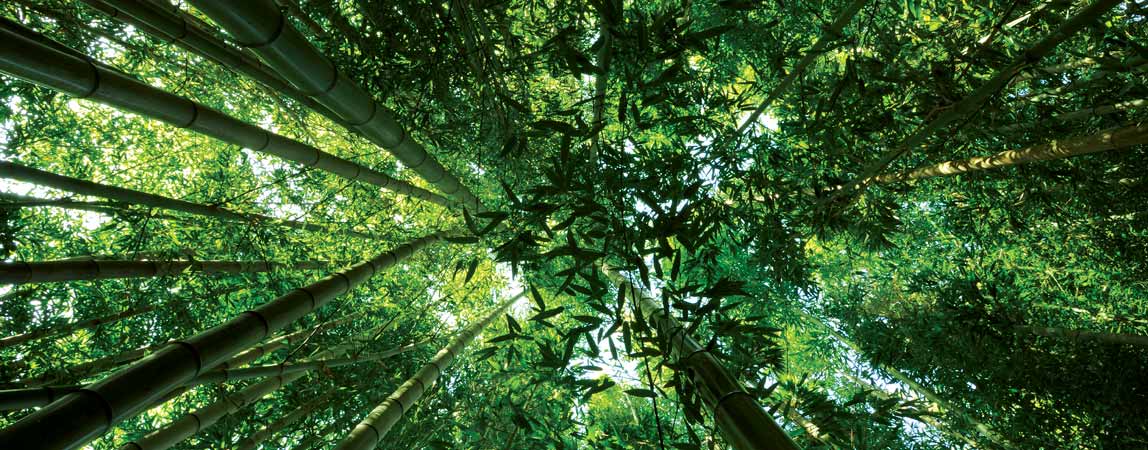 BNDES cria matchfunding para investir em recuperação de florestas