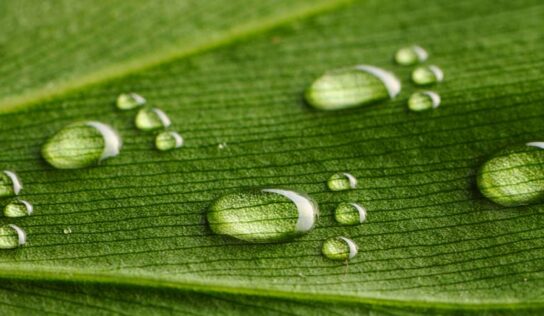 Artigo: ESG, letras que precisam caminhar juntas