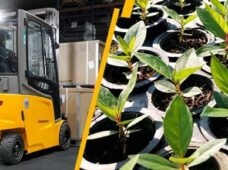 Empresa planta árvores a cada equipamento elétrico que substitua uma a combustão