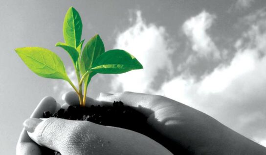 Reflorestamento e a produção de água: Teresópolis ganha 3 mil árvores