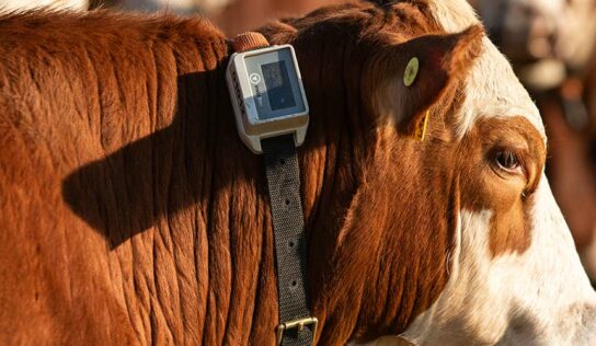 Belgo Arames investe em AgTech mirando no futuro das cercas rurais