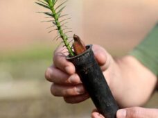 Tópico investe em reflorestamento