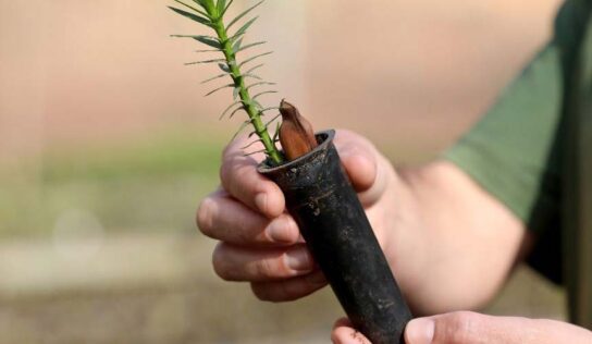 Tópico investe em reflorestamento