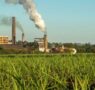 Anunciada maior fábrica de biometano a partir de cana do Brasil