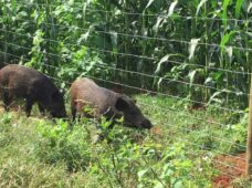 Belgo inova em soluções em cercamento