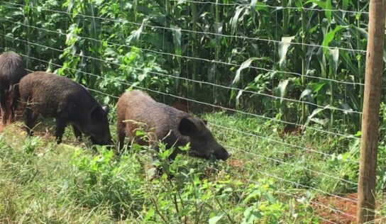 Belgo inova em soluções em cercamento