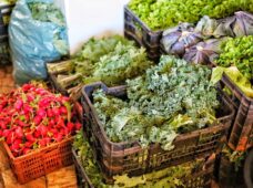 Plano Safra da Agricultura Familiar disponibiliza R$ 76 bilhões no crédito rural