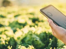 Agricultura de precisão: o respeito à variabilidade