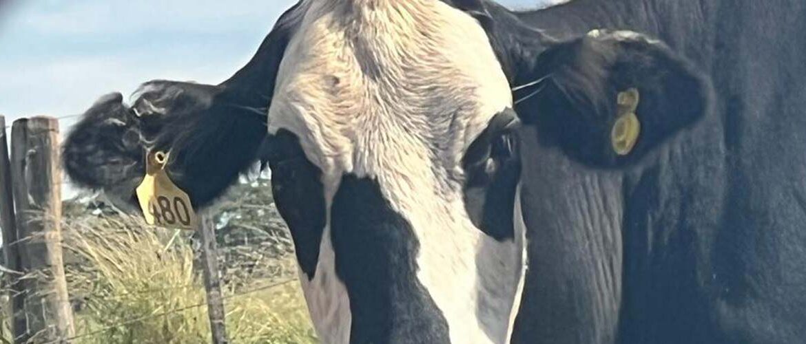 Belgo Arames traz a IA ao monitoramento dos bovinos de corte