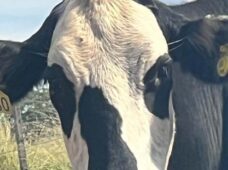 Belgo Arames traz a IA ao monitoramento dos bovinos de corte