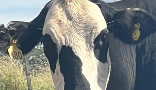 Belgo Arames traz a IA ao monitoramento dos bovinos de corte