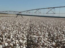 Tecnologia na irrigação: SP se destaca com uso de pivôs centrais