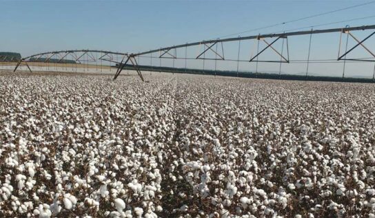 Tecnologia na irrigação: SP se destaca com uso de pivôs centrais