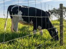 Biosseguridade começa na cerca: proteção física reduz riscos na fase de recria da pecuária leiteira 