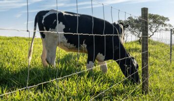 Biosseguridade começa na cerca: proteção física reduz riscos na fase de recria da pecuária leiteira