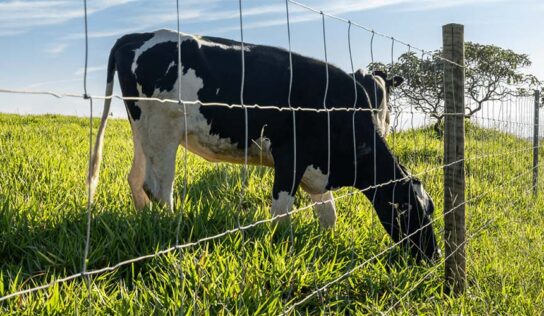 Biosseguridade começa na cerca: proteção física reduz riscos na fase de recria da pecuária leiteira 