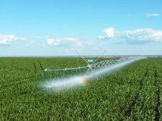 Produtor que duvidava da irrigação hoje opera 12 pivôs e planeja três safras por ano