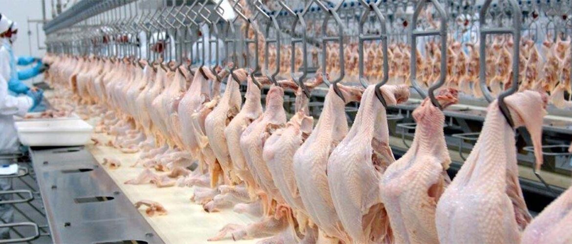 Apesar da gripe aviária, a agroindústria fica estável em maio, revela FGVAgro 
