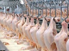 Apesar da gripe aviária, a agroindústria fica estável em maio, revela FGVAgro 