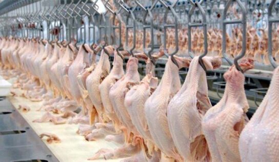 Apesar da gripe aviária, a agroindústria fica estável em maio, revela FGVAgro 