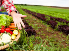 Parceria busca alcançar quase 2,5 mil agroindústrias de pequeno porte e aumentar em 12% no faturamento