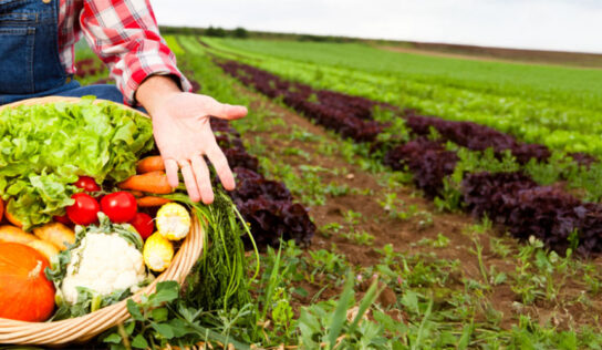 Parceria busca alcançar quase 2,5 mil agroindústrias de pequeno porte e aumentar em 12% no faturamento