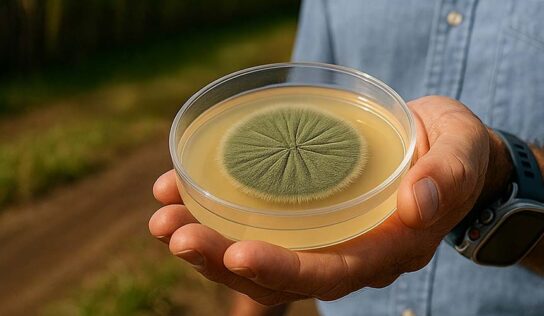 Falta de refrigeração compromete eficiência de bioinsumos no campo, alerta executivo do setor