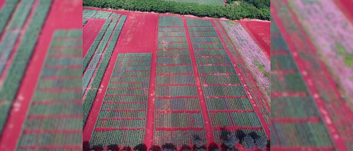 Na irrigação, monitoramento é tão necessário quanto a água