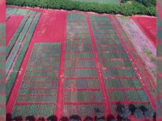 Na irrigação, monitoramento é tão necessário quanto a água