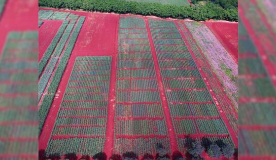 Na irrigação, monitoramento é tão necessário quanto a água