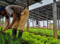 Parceria prevê investimento de R$ 15 milhões para primeira usina agro-solar do Sudeste