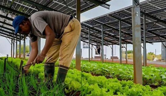 Parceria prevê investimento de R$ 15 milhões para primeira usina agro-solar do Sudeste