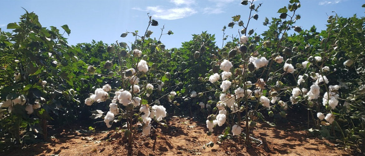 Rabobank Brasil coordena captação de R$ 1 bi via FIAGRO–FIDC