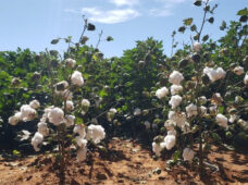 Rabobank Brasil coordena captação de R$ 1 bi via FIAGRO–FIDC