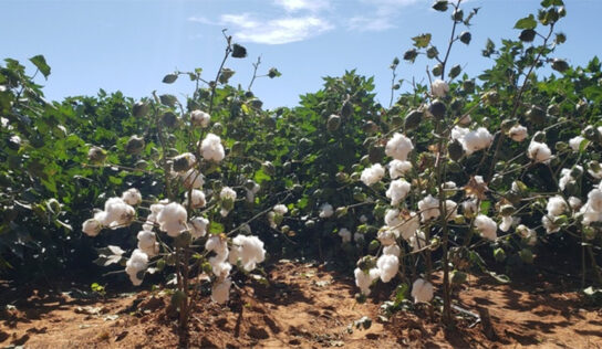 Rabobank Brasil coordena captação de R$ 1 bi via FIAGRO–FIDC