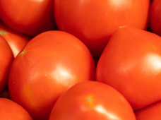 Mecanização impulsiona produção de tomate no Brasil e fortalece competitividade