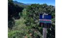 Cooxupé lidera venda de créditos de carbono no café